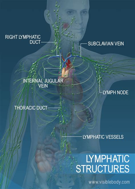 lymph node locations diagram 